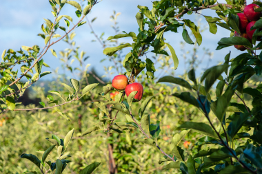 brenchley-fruit